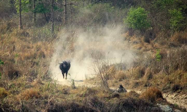 Wild Water Buffalo (जंगली भैंसा)