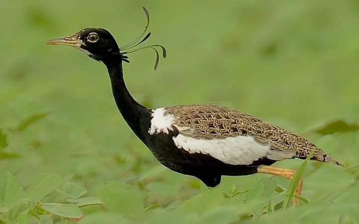 Bengal Florican (बंगाल फ्लोरीकन)