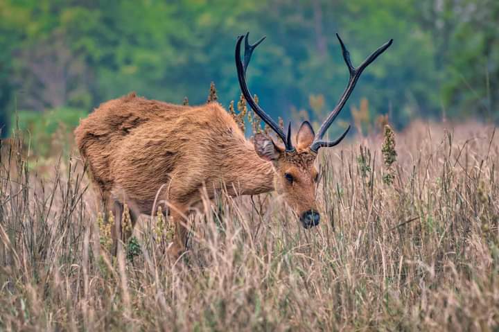 Swamp Deer (दलदल हिरण)