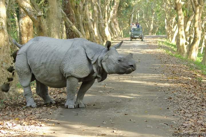 Indian Rhinoceros (एक सींग वाला गैंडा)