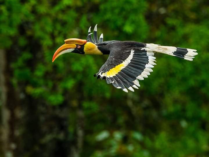 Great Indian Hornbill (ग्रेट इंडियन हॉर्नबिल)