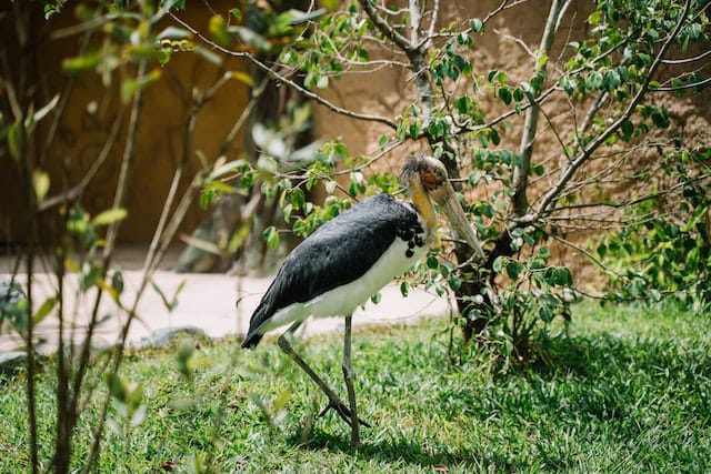 Lesser Adjutant Stork (सारस)