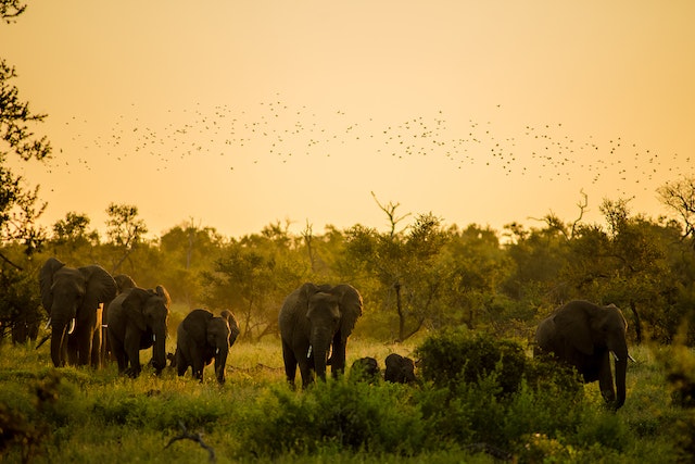 Asian Elephant (एशियाई हाथी)